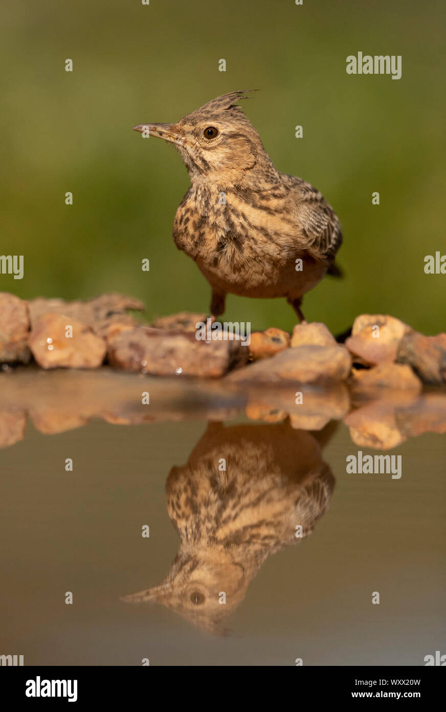 Crested lark (Galerida cristata) del reflejo en el agua, España Foto de stock