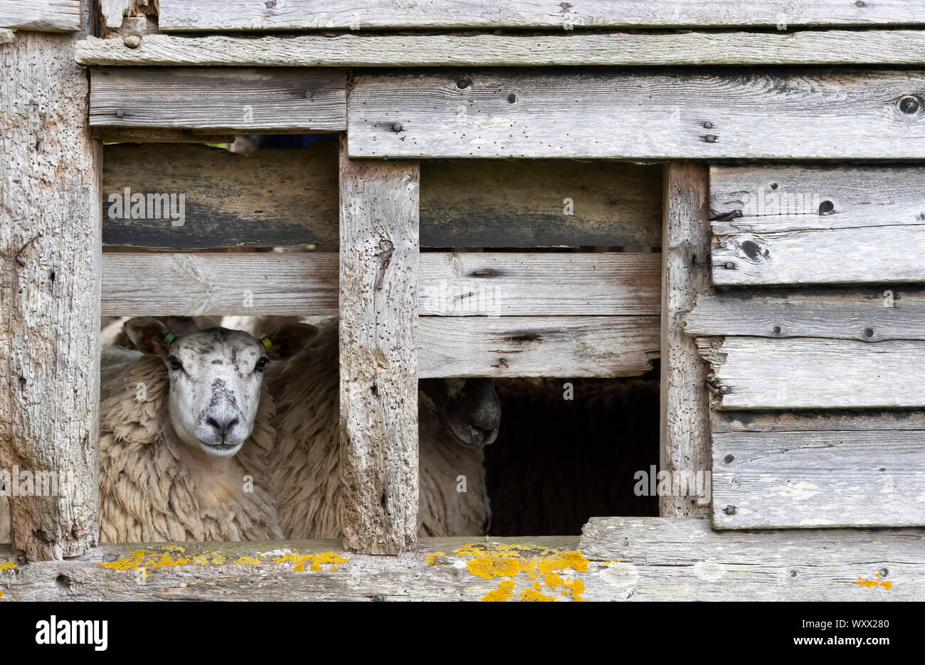 Las ovejas (Ovis aries) dentro de un viejo granero, Inglaterra Foto de stock