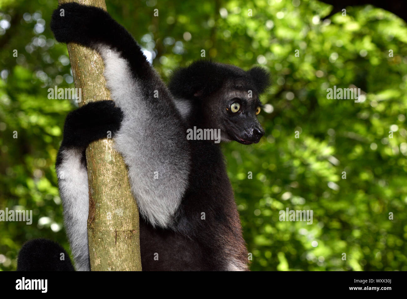 Indri (indri Indri) en el bosque, del canal de Pangalanes, Lago Ampitabe Atsinanana, Región, Madagascar Foto de stock