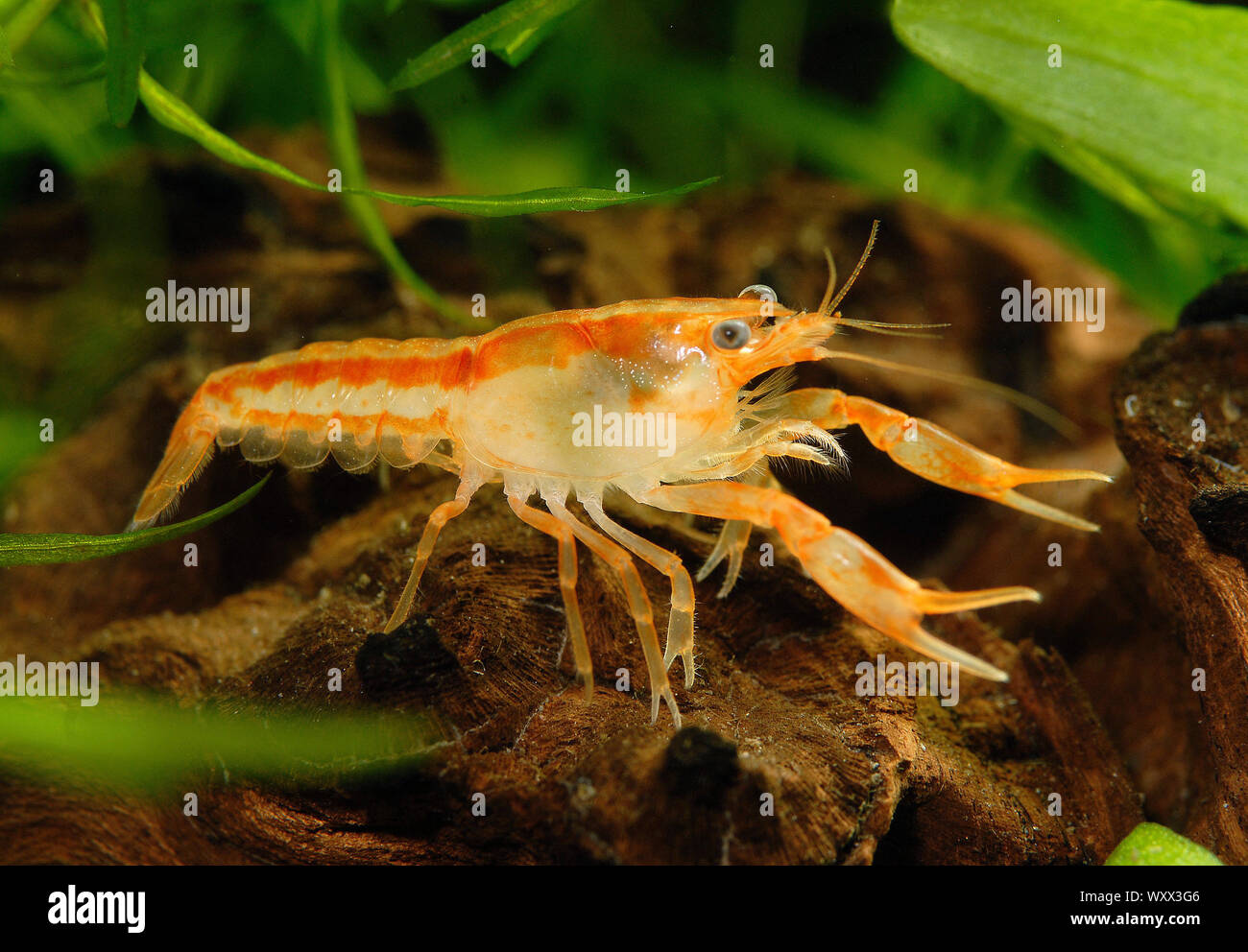 Naranja enana mexicana langostino (Cambarellus patzcuarensis var. 'Naranja') Foto de stock