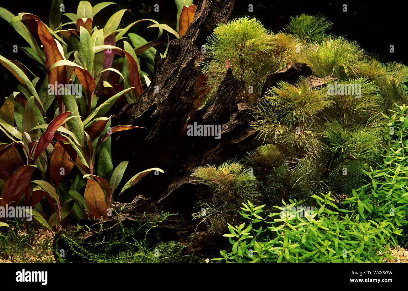 Plante acuario con Cabomba piauhyensis furcata (=) Foto de stock