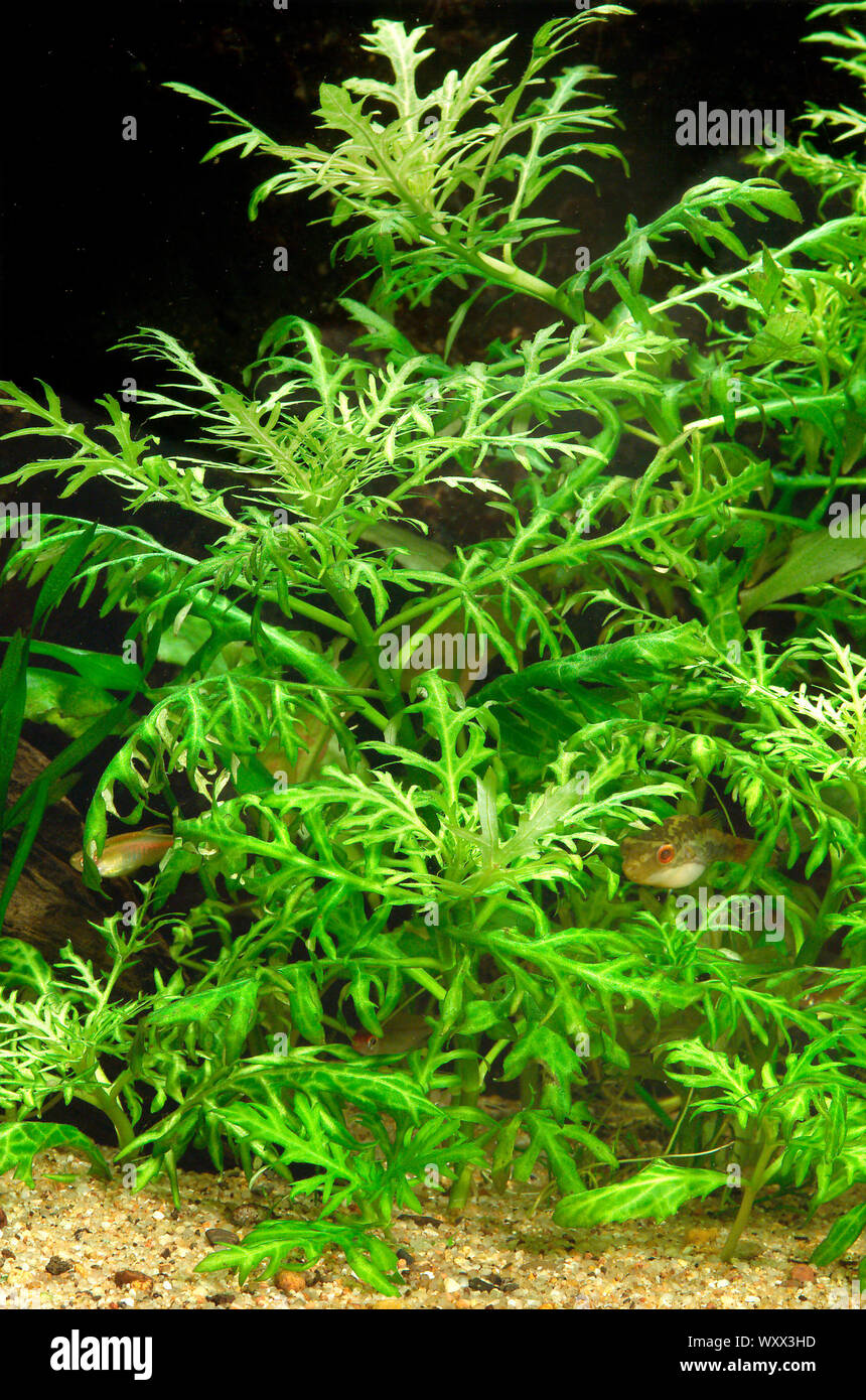 Hygrophila difformis Foto de stock