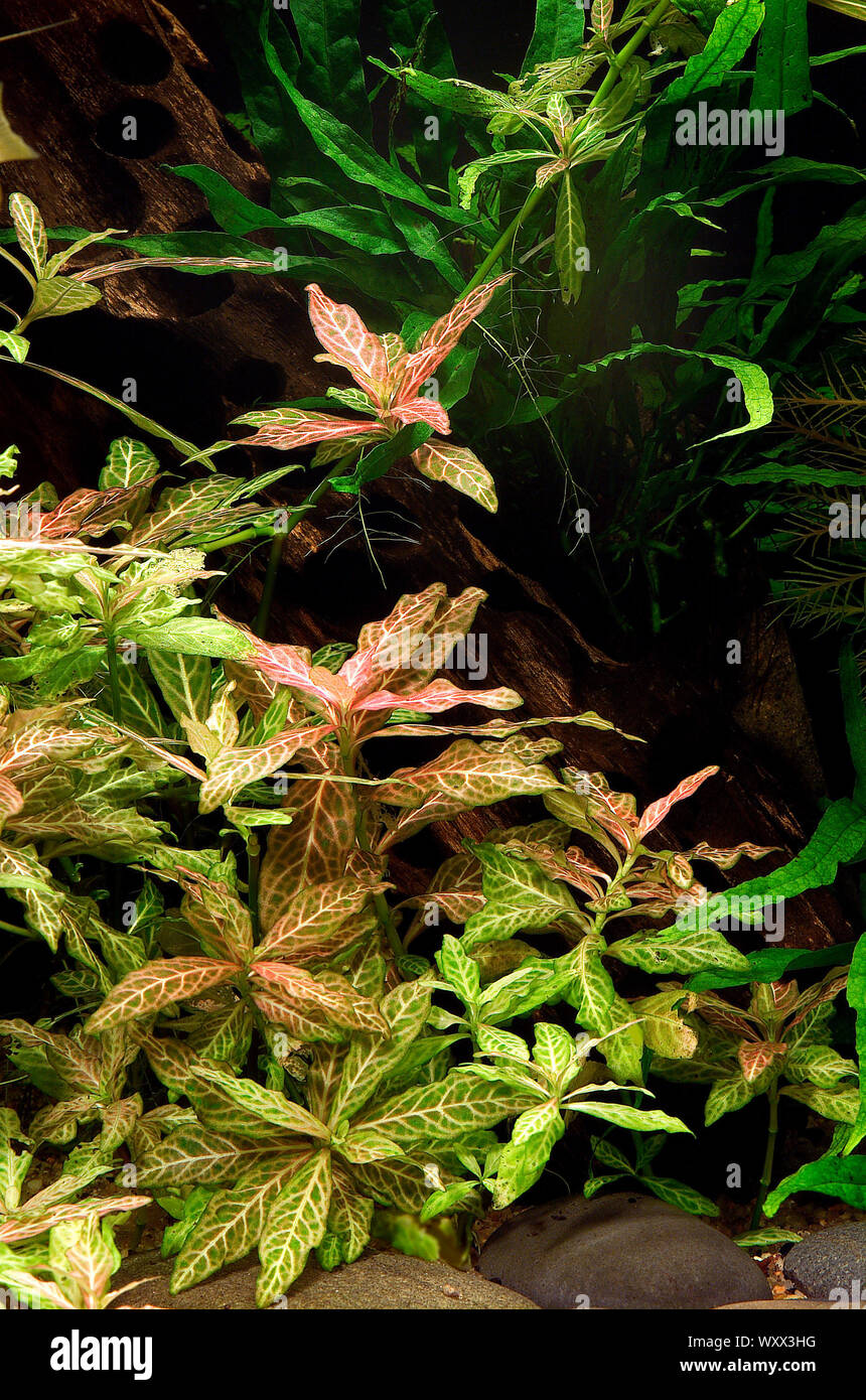 Hygrophila polysperma "Rosanervig" Foto de stock