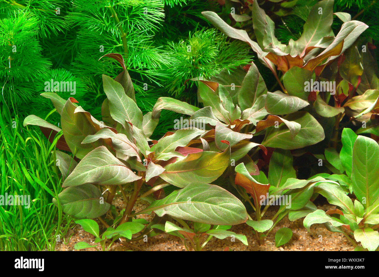 Ludwigia glandulosa Foto de stock