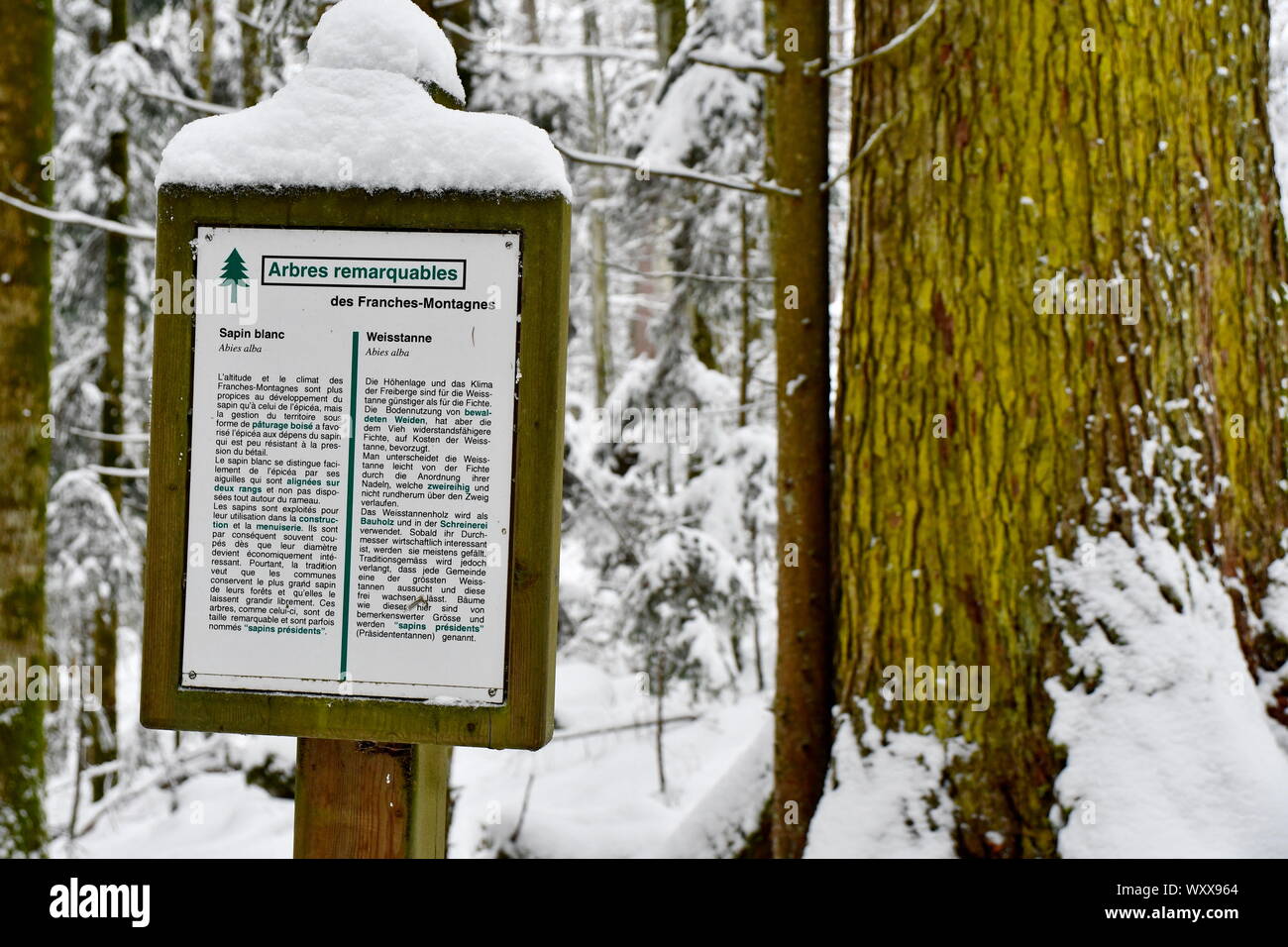 Junta de información sobre árboles notables en invierno, Doubs valle,  Goumois, Doubs, Francia, en la frontera con Suiza Fotografía de stock -  Alamy