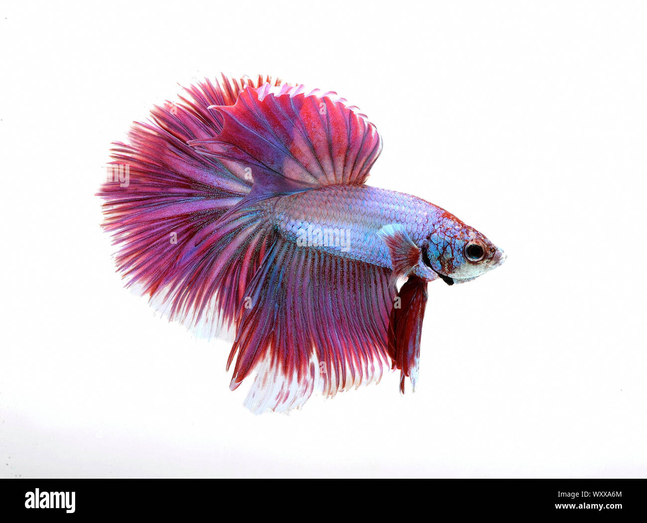 La lucha contra los peces siameses (Betta splendens) "Media Luna Tri banda macho Foto de stock