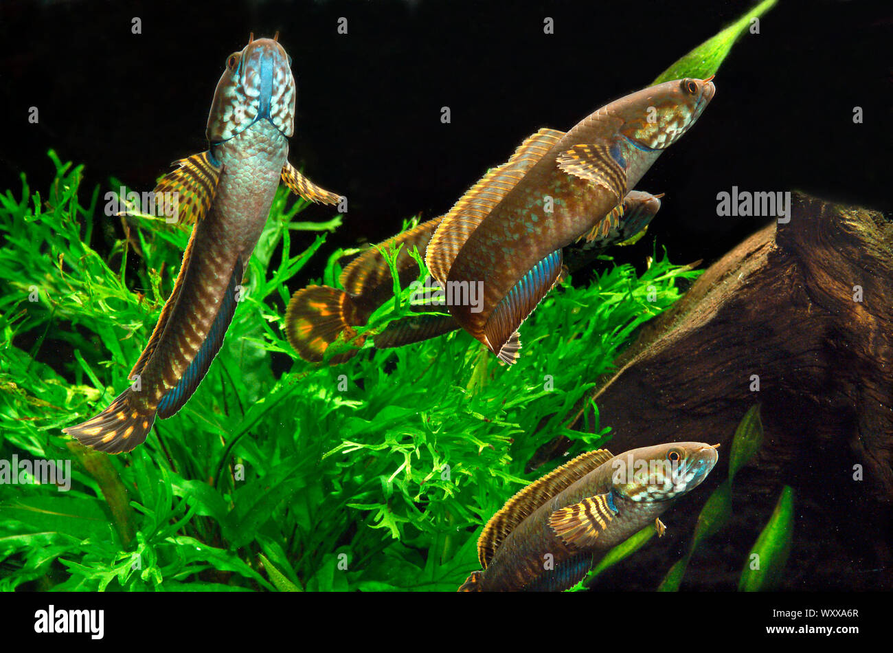 Rainbow snakehead (Channa bleheri), grupo en el acuario Foto de stock