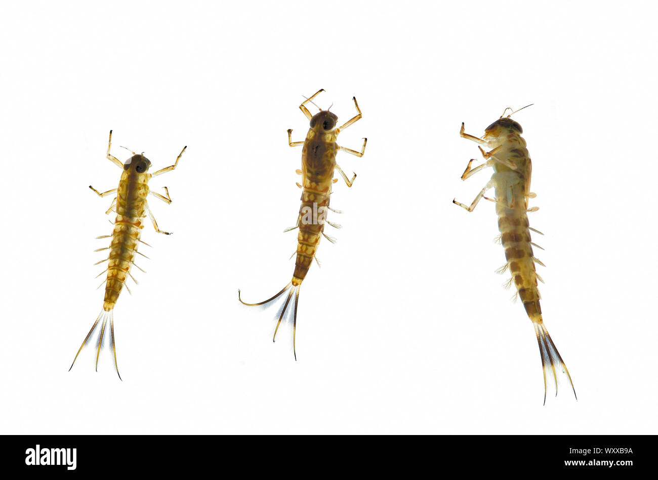 Las larvas o estadio ninfal (acuático) de Ameletid Minnow efímeras, Condado de Shasta, California, EE.UU. Foto de stock