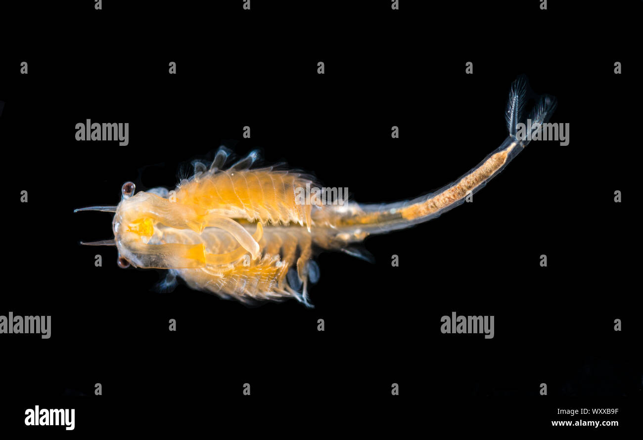 Camarón hada del orden Anostraca, que es una de las cuatro órdenes de  crustáceos de la clase Branchiopoda. Fotografiado en una pequeña piscina  vernal, negro Fotografía de stock - Alamy