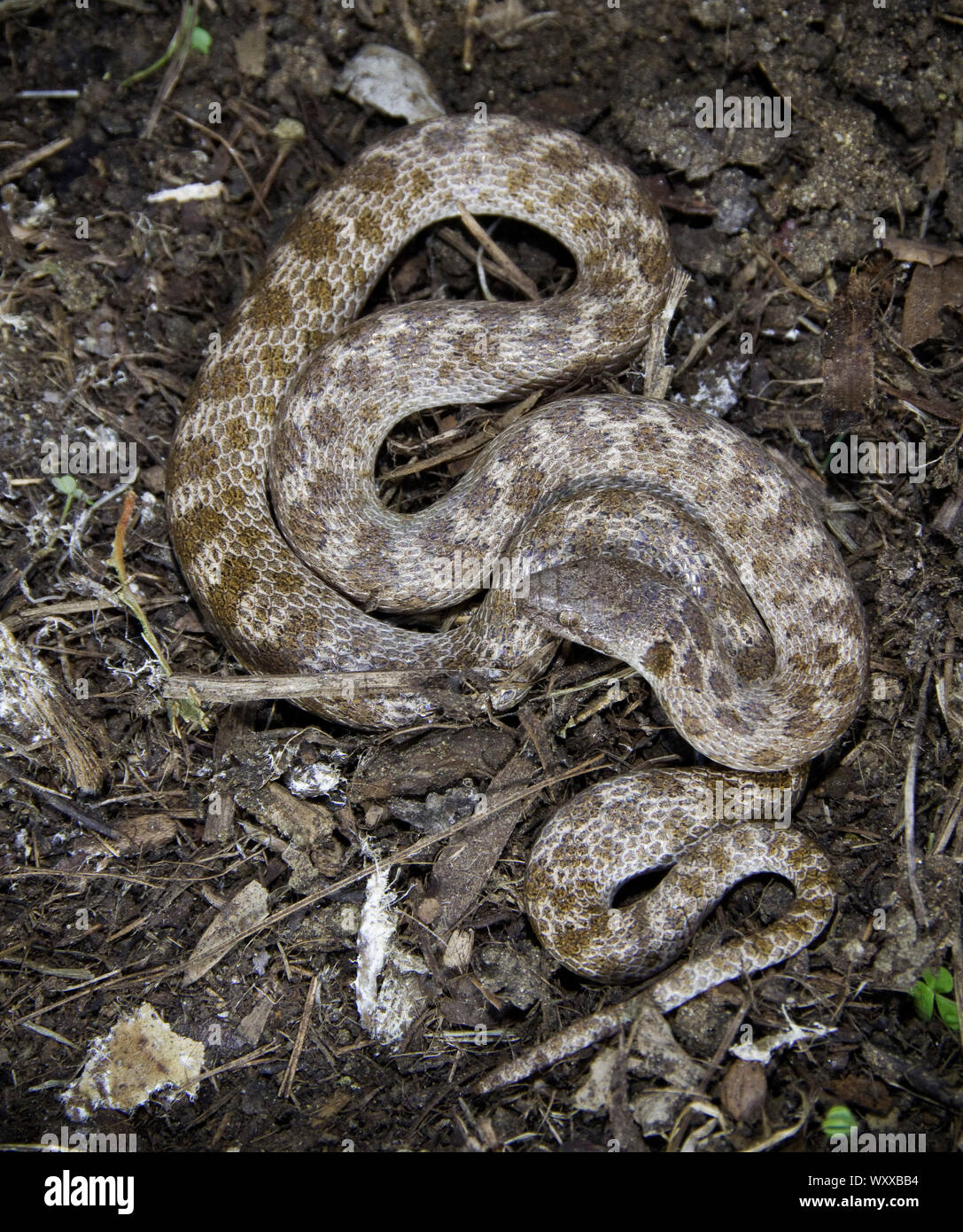 La noche la serpiente (Hypsiglena torquata) es una especie de serpientes colubrid fanged trasero. Varía a lo largo del suroeste y oeste de los Estados Unidos, como nosotros Foto de stock