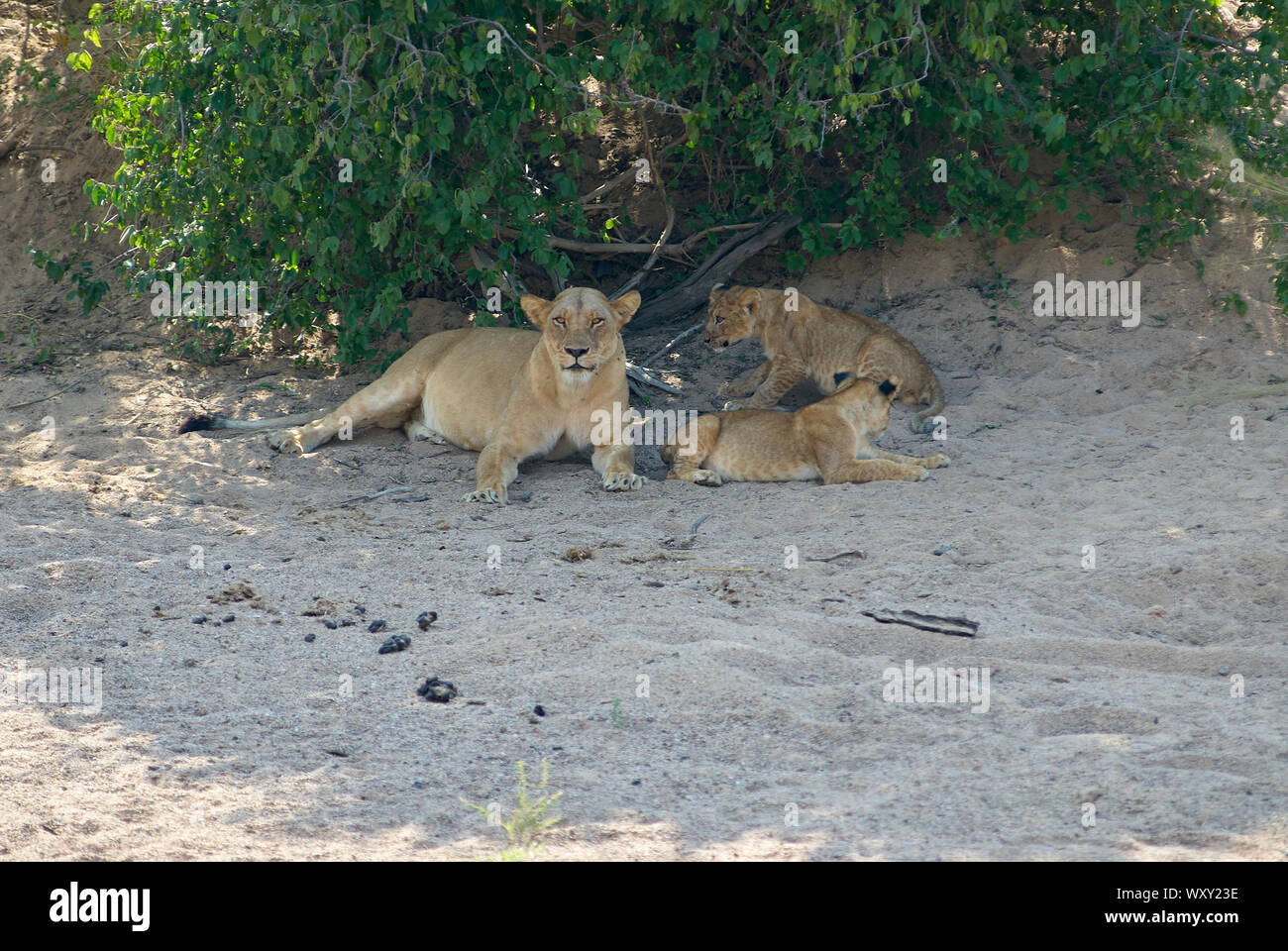 Cebados en un orgullo de león matar Kudu Foto de stock