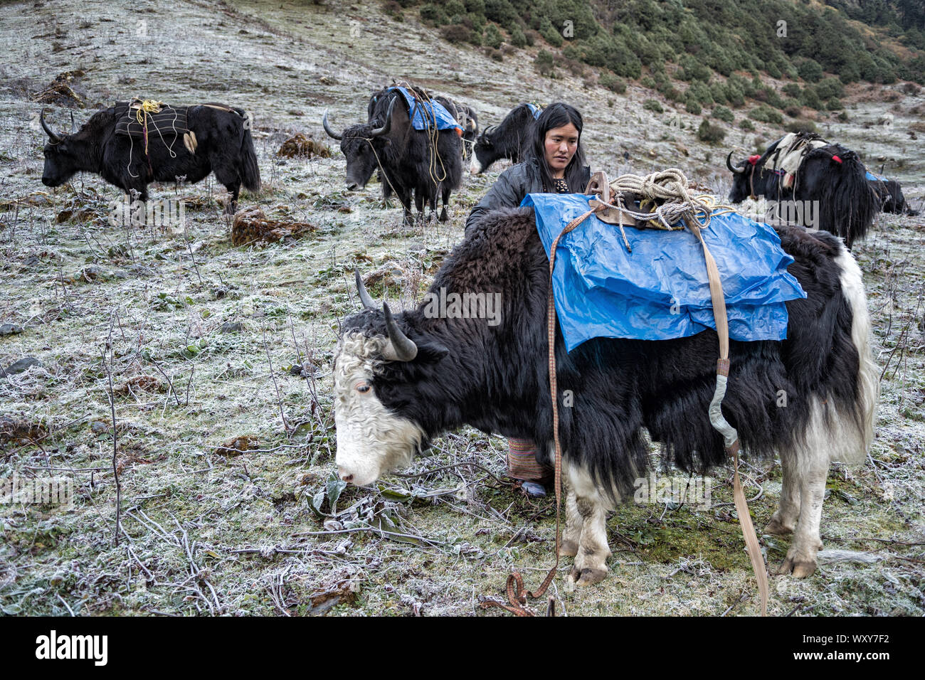 Los yaks herder en campamento, Wangdue Phodrang Maurothang district, el Snowman Trek, Bhután Foto de stock