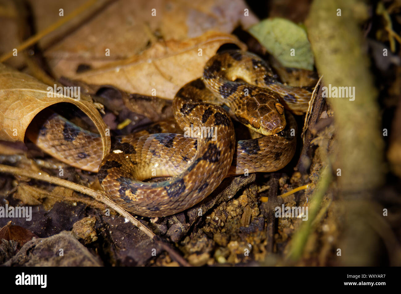 Norte de Cat-eyed Serpiente Leptodeira septentrionalis - especies de mediano tamaño, ligeramente serpiente venenosa, encuentra desde el sur de Texas hasta el norte de Colombia, Foto de stock