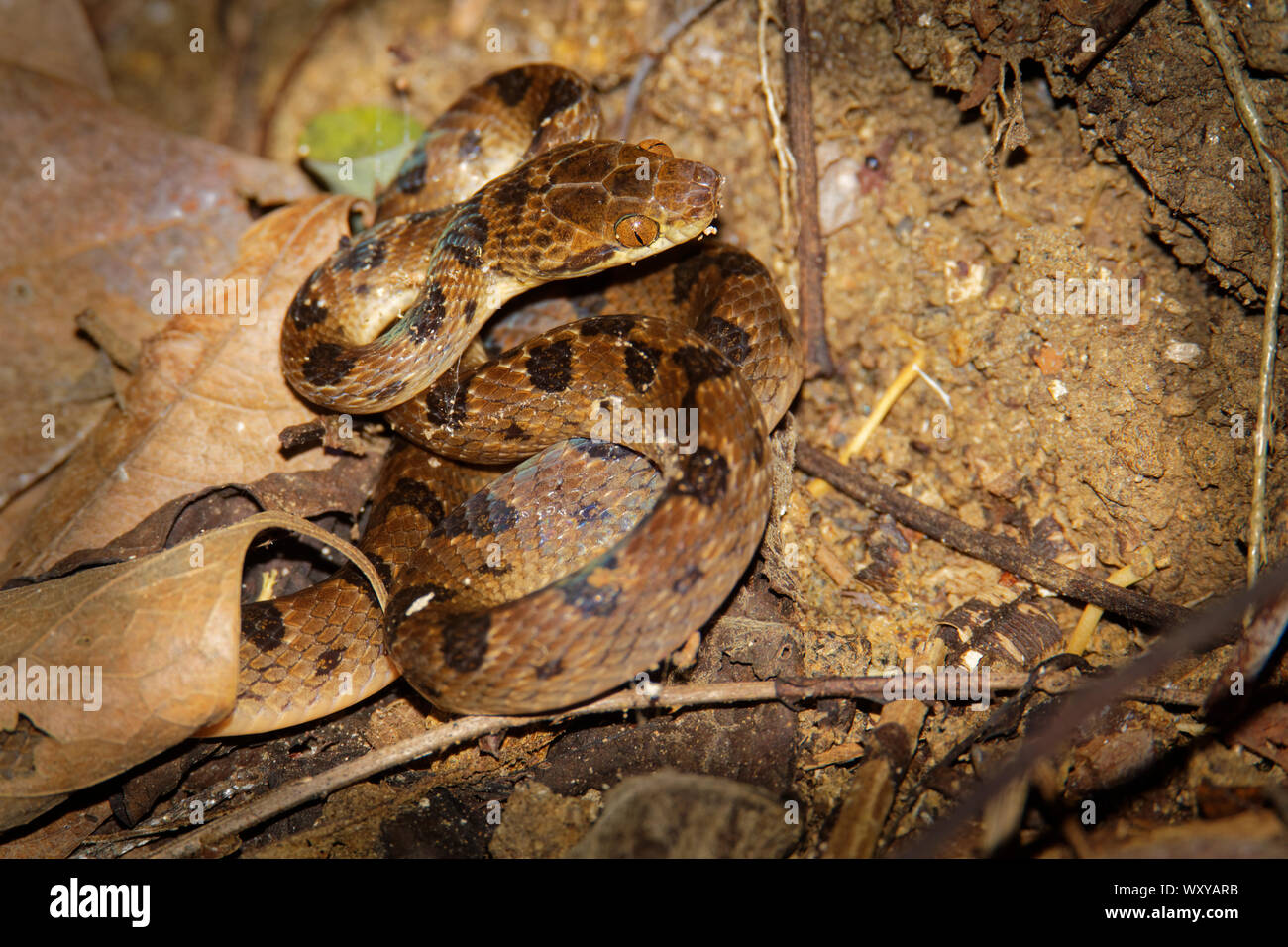 Norte de Cat-eyed Serpiente Leptodeira septentrionalis - especies de mediano tamaño, ligeramente serpiente venenosa, encuentra desde el sur de Texas hasta el norte de Colombia, Foto de stock