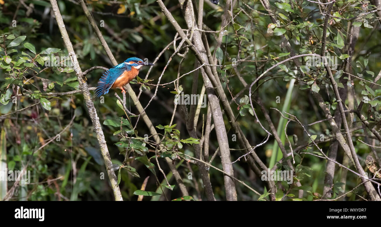 Kingfisher tramo de ala Foto de stock