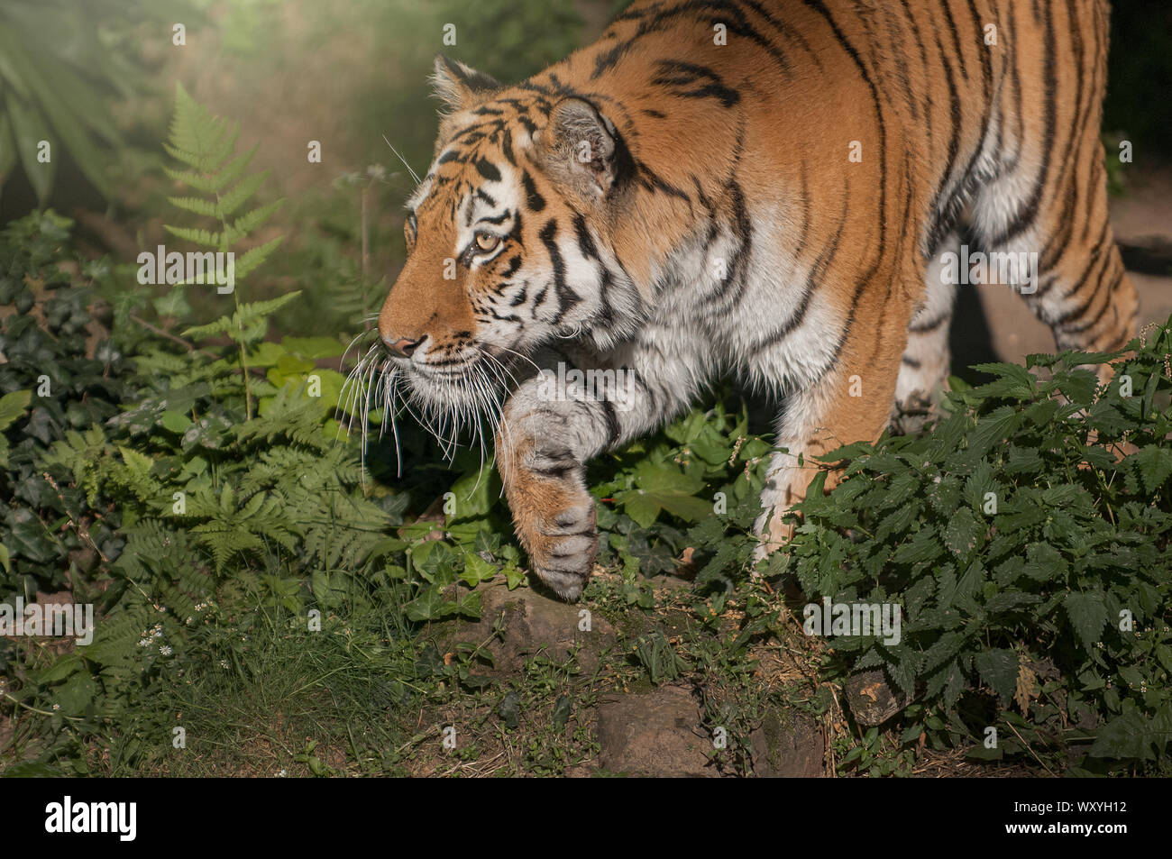 Tigre siberiano de presas de caza Foto de stock