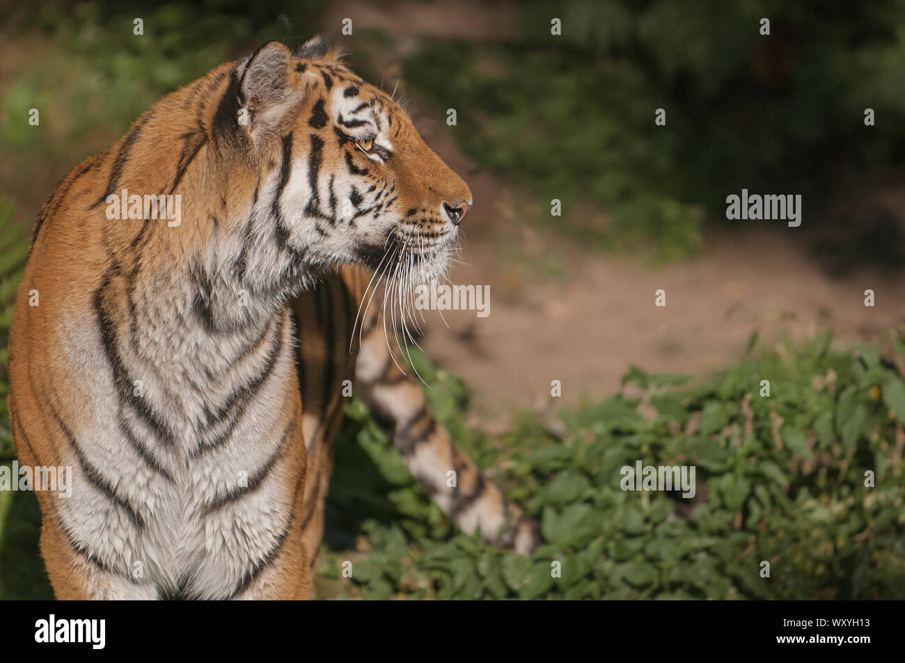 Cerca del hermoso tigre siberiano en busca de presas Foto de stock