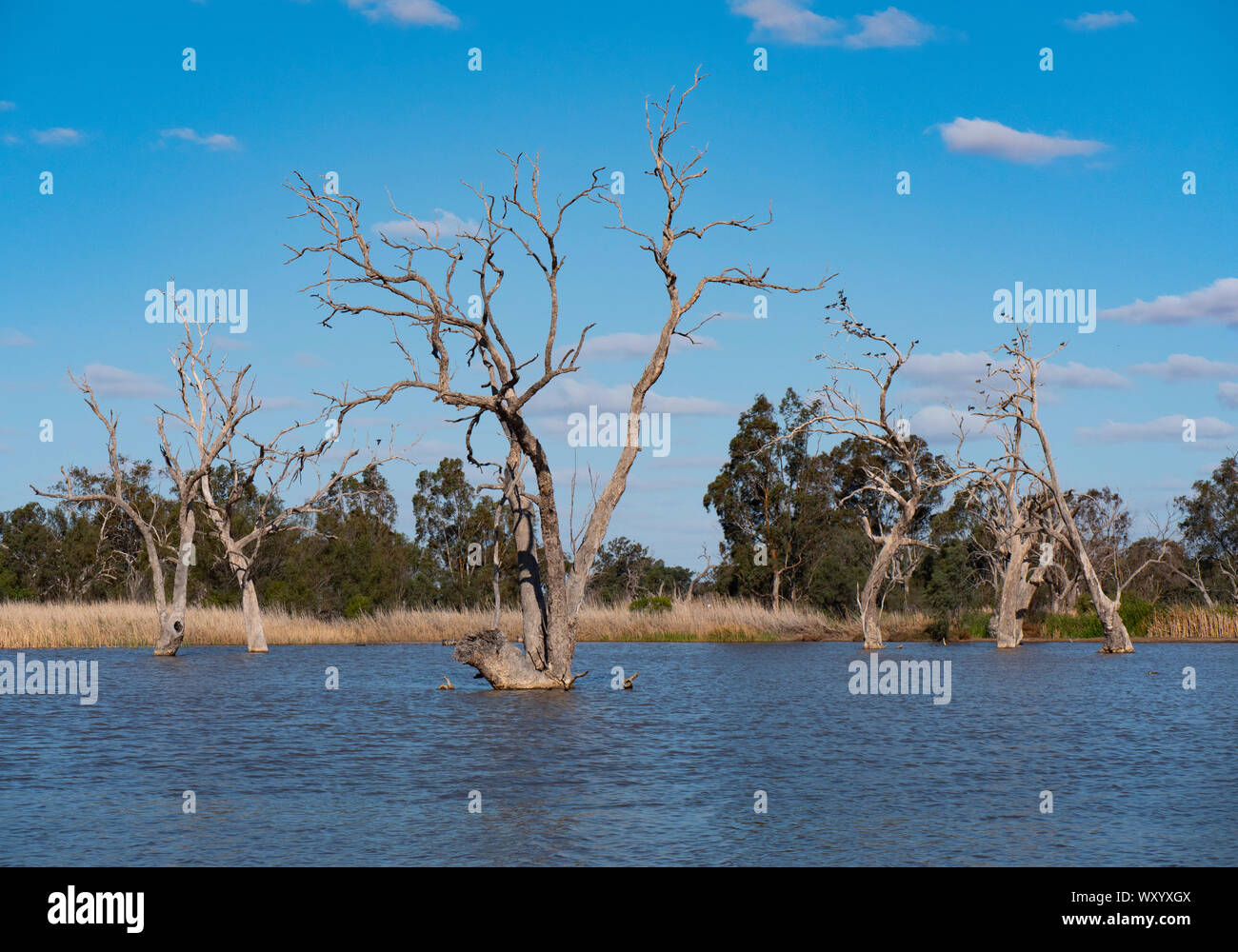 El hábitat de aves de humedales en Warren New South Wales Australia. Un destino popular de Naromine y Dubbo. Foto de stock