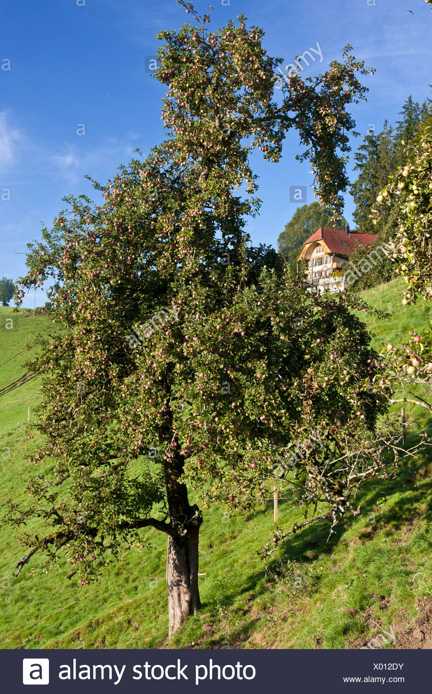 Apple, Apple tree, granja GRANJA granja, Emmental, casa, otoño, otoño, cantón de Berna, frutas, frutas Schafhausen, Schwand, Foto de stock