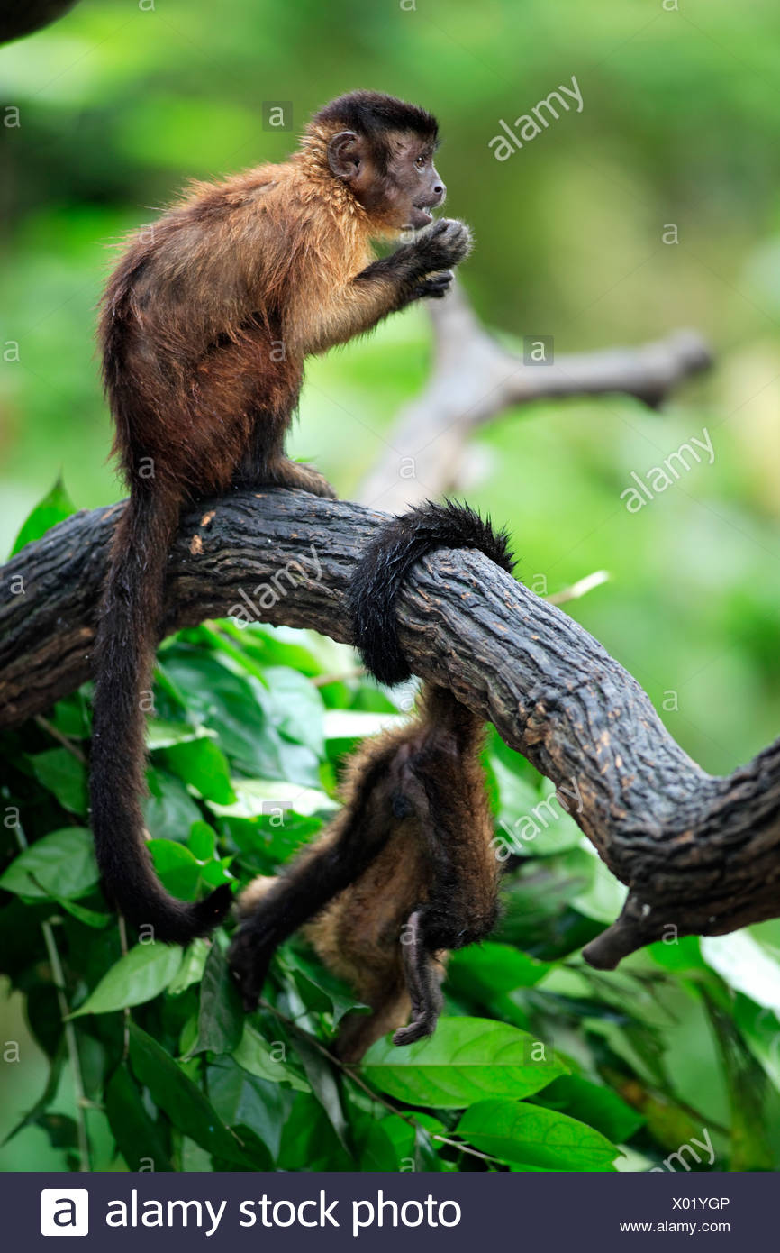 Llorona capuchino (Cebus olivaceus), adulto en un árbol, Sudamérica Foto de stock