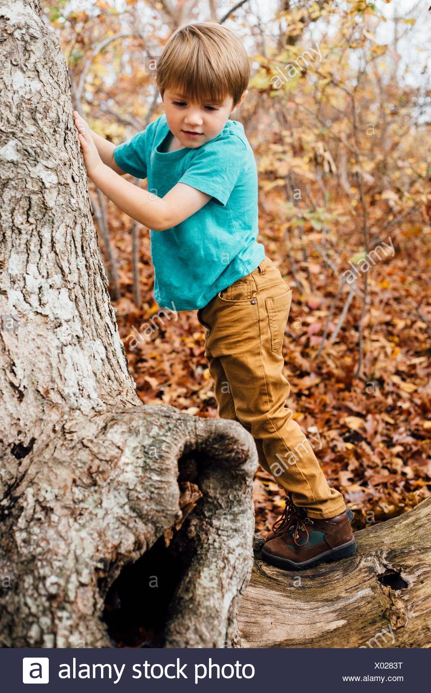Joven en bosque, árbol de escalada Foto de stock