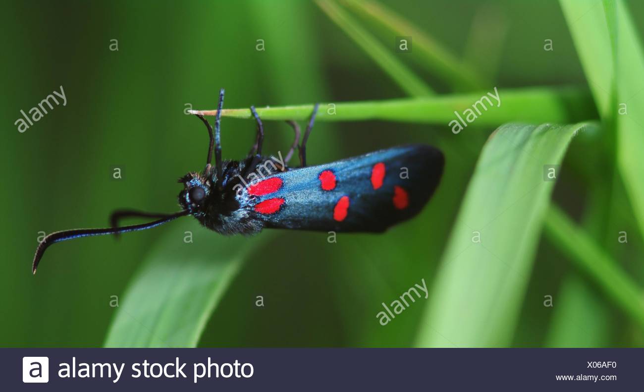 6-spot Burnett (Zygaena filipendulae) Foto de stock