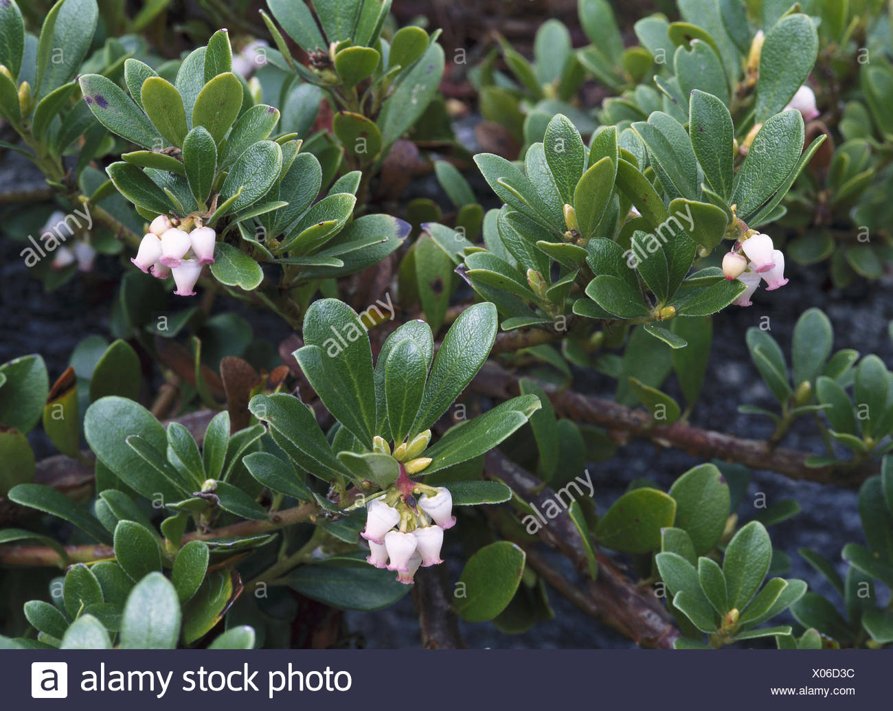 Evergreen Uva Del Oso Arctostaphylos Uva Ursi Flor De Cerca La Naturaleza La Botanica Flora Plantas Flores Plantas Medicinales Arctostaphylos Brezos Plantas De Uva Del Oso Flores Flor Rosa Queridos Fotografia De Stock