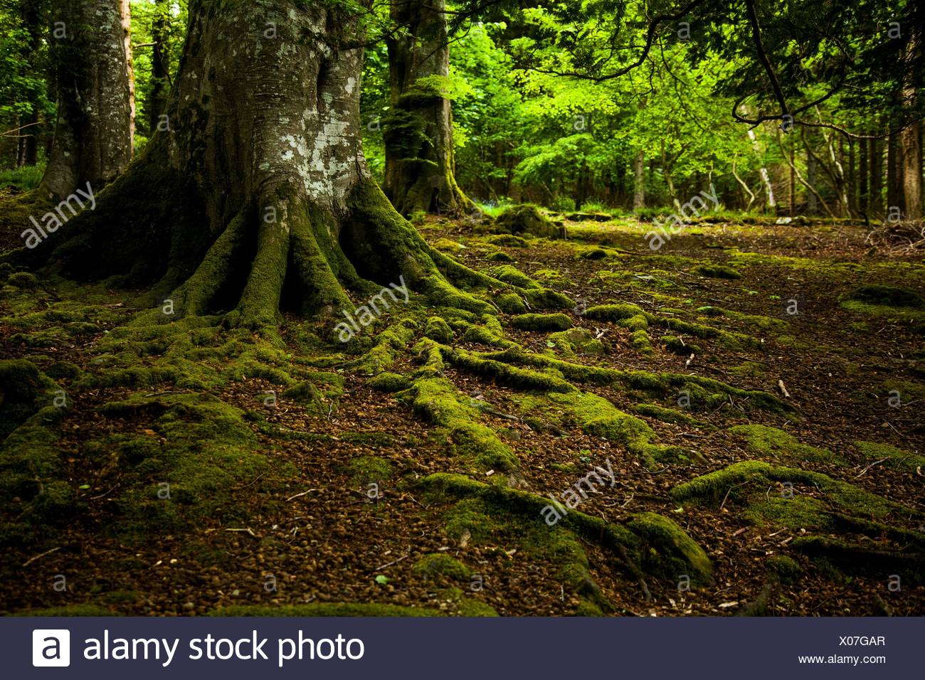Tollymore Park, Newcastle, Reino Unido Foto de stock