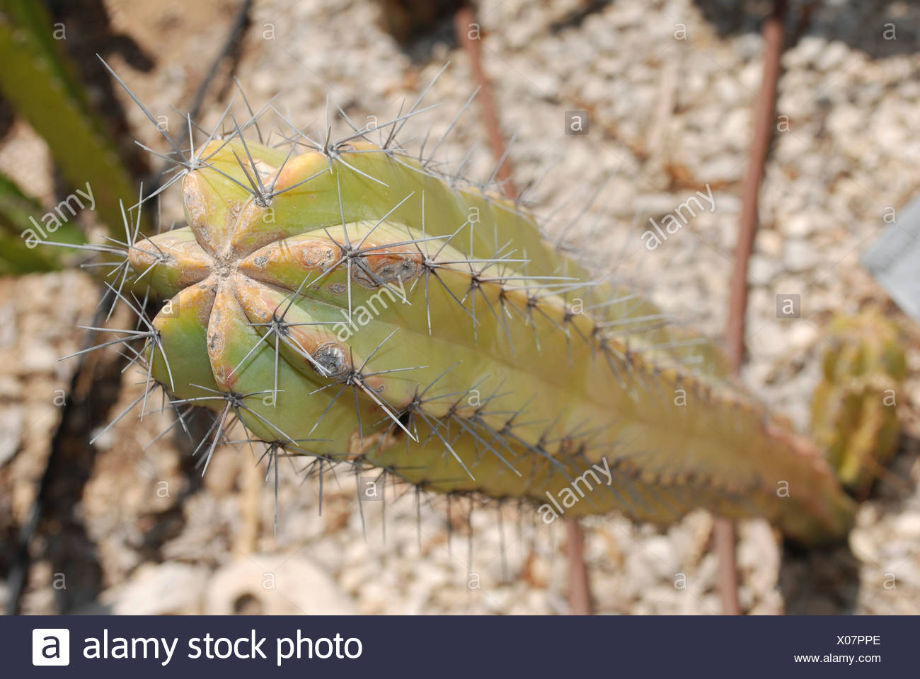 Myrtillocactus geometrizans Cactus Arándano arándano o cactus vela azul Foto de stock