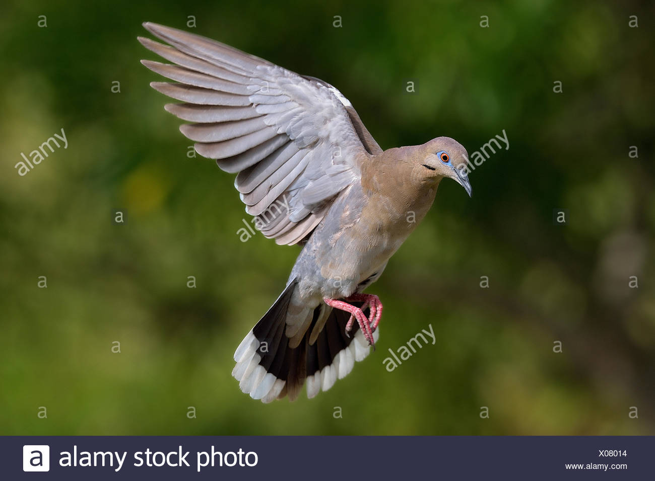 Paloma De Alas Blancas Zenaida Asiatica En Vuelo Distrito De Corozal Belice Fotografia De Stock Alamy https www alamy es paloma de alas blancas zenaida asiatica en vuelo distrito de corozal belice image275541536 html