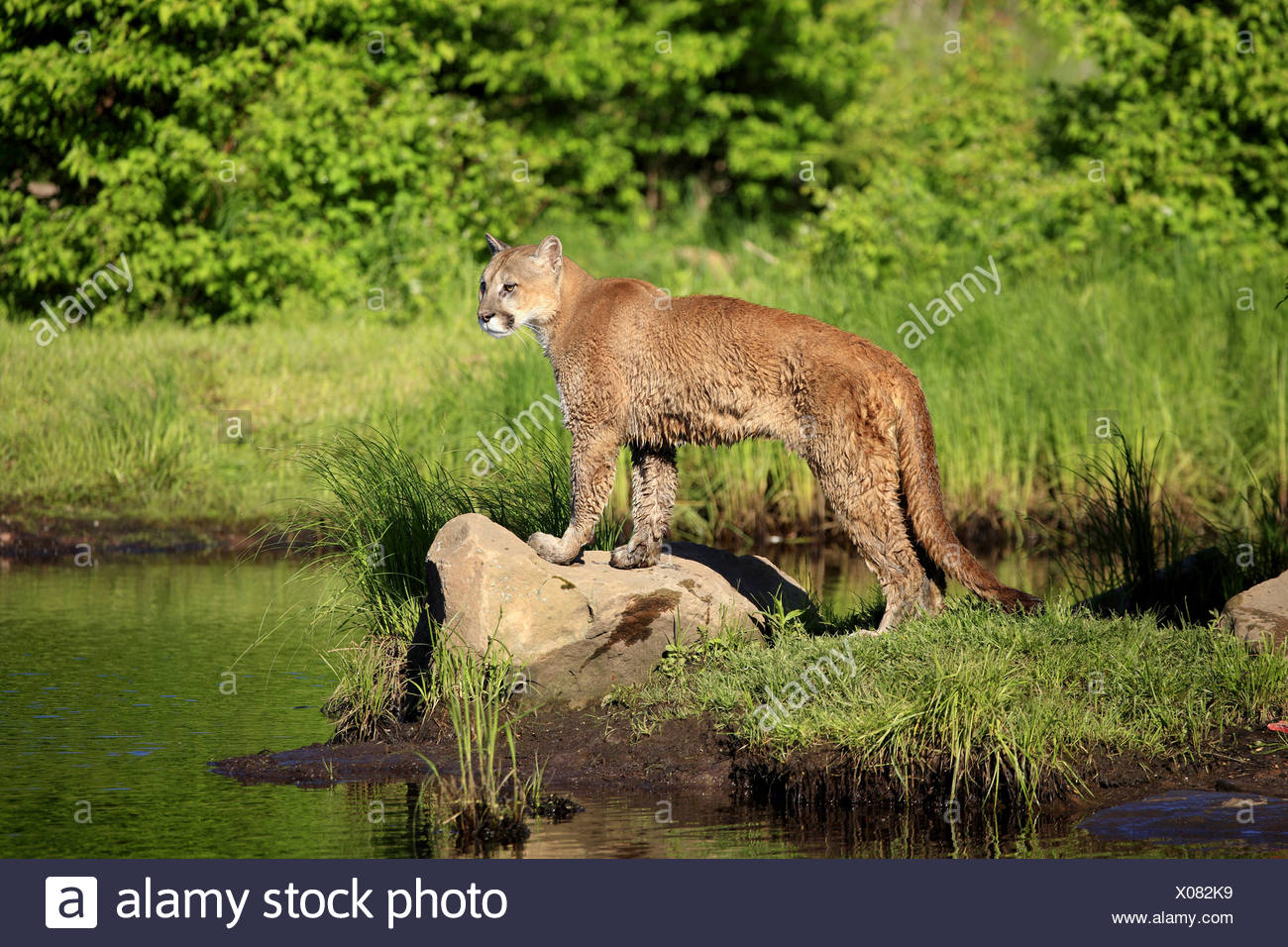puma agua puma agua