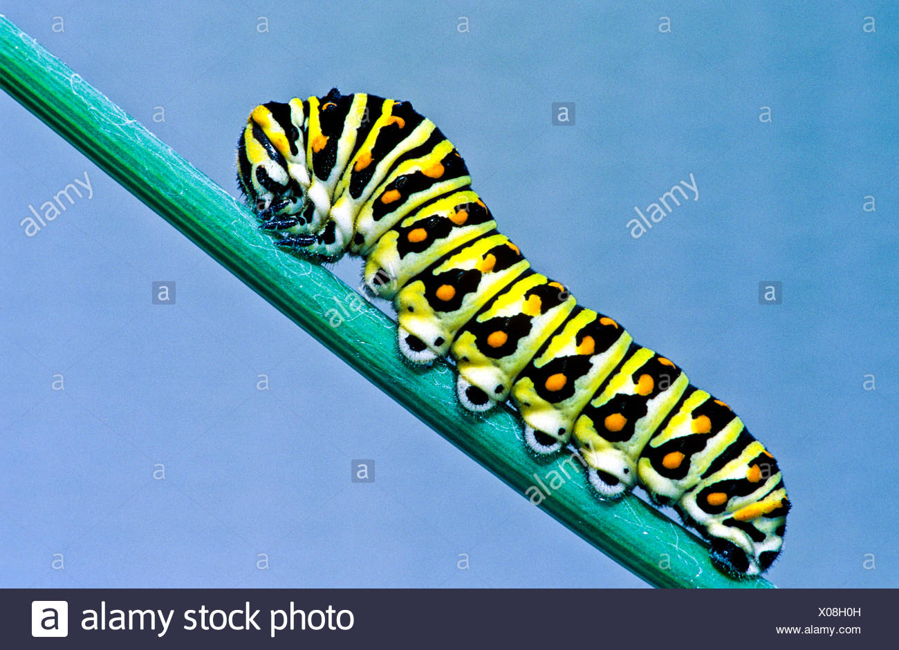 (Papilio polyxenes) Oriental Especie larva, quinto estadio alimentándose de anís. Foto de stock
