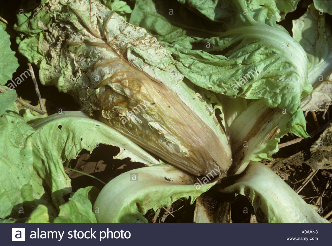 Podredumbre suave bacteriana Erwinia carotovorum sobre la col China Tailandia Foto de stock