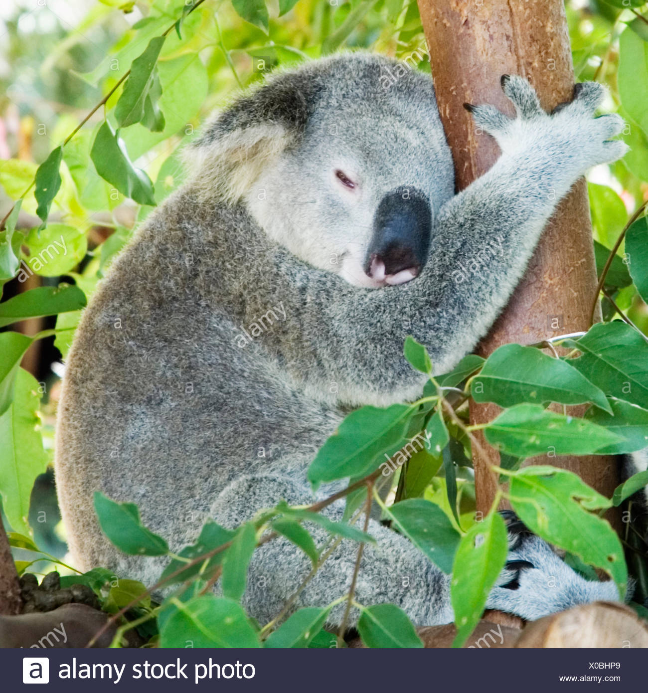 Download 33 Durmiendo Imagen Koala