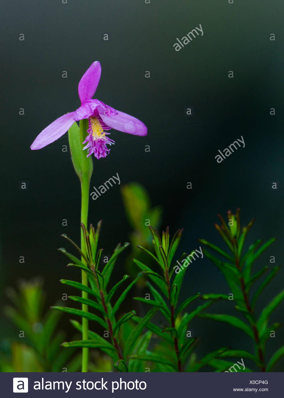 Serpiente boca orchid, pogonia ophioglossoides, noreste de Ontario, Canadá Foto de stock