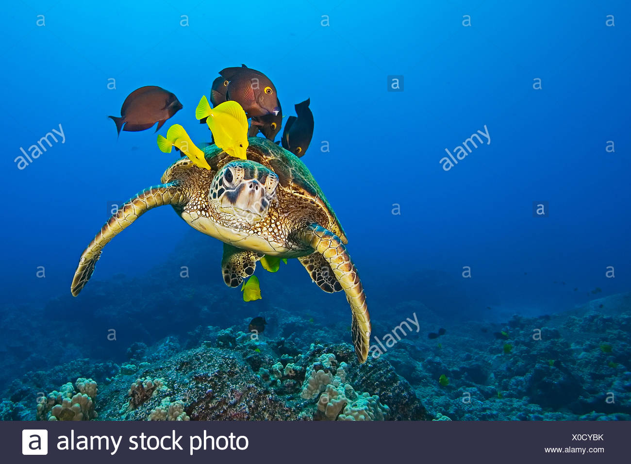 Especies en peligro de extinción, tortugas marinas verdes, Chelonia mydas, se limpian los distintos tipos de pescado Foto de stock