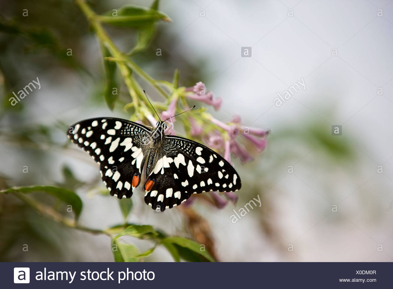 Una de cal, mariposas Papilio Demoleus malayanus sobre una flor rosa Foto de stock