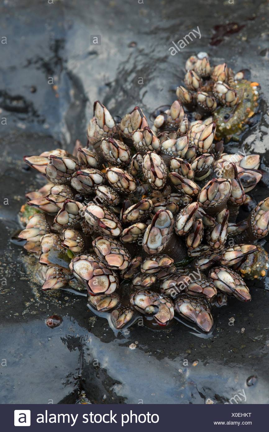 Percebes, cuello de cisne Yachats State Park, en el estado de Oregon. Foto de stock