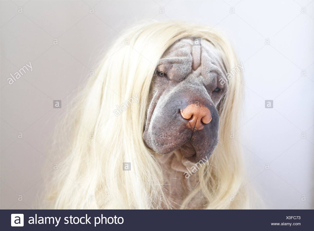 Shar pei perro con una larga peluca rubia Foto de stock