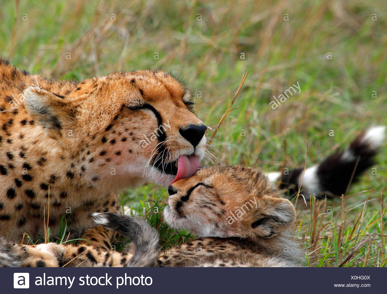 Guepardo (Acinonyx jubatus), hembra lame cub, Kenia, Masai Mara National Park Foto de stock