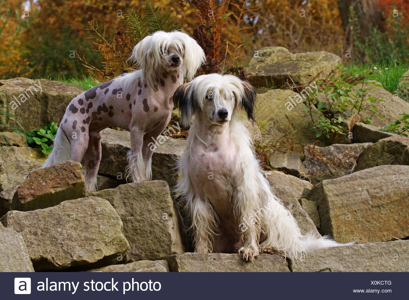 Peg Shaw - Chinese Crested Puppies For Sale - Born on 07 