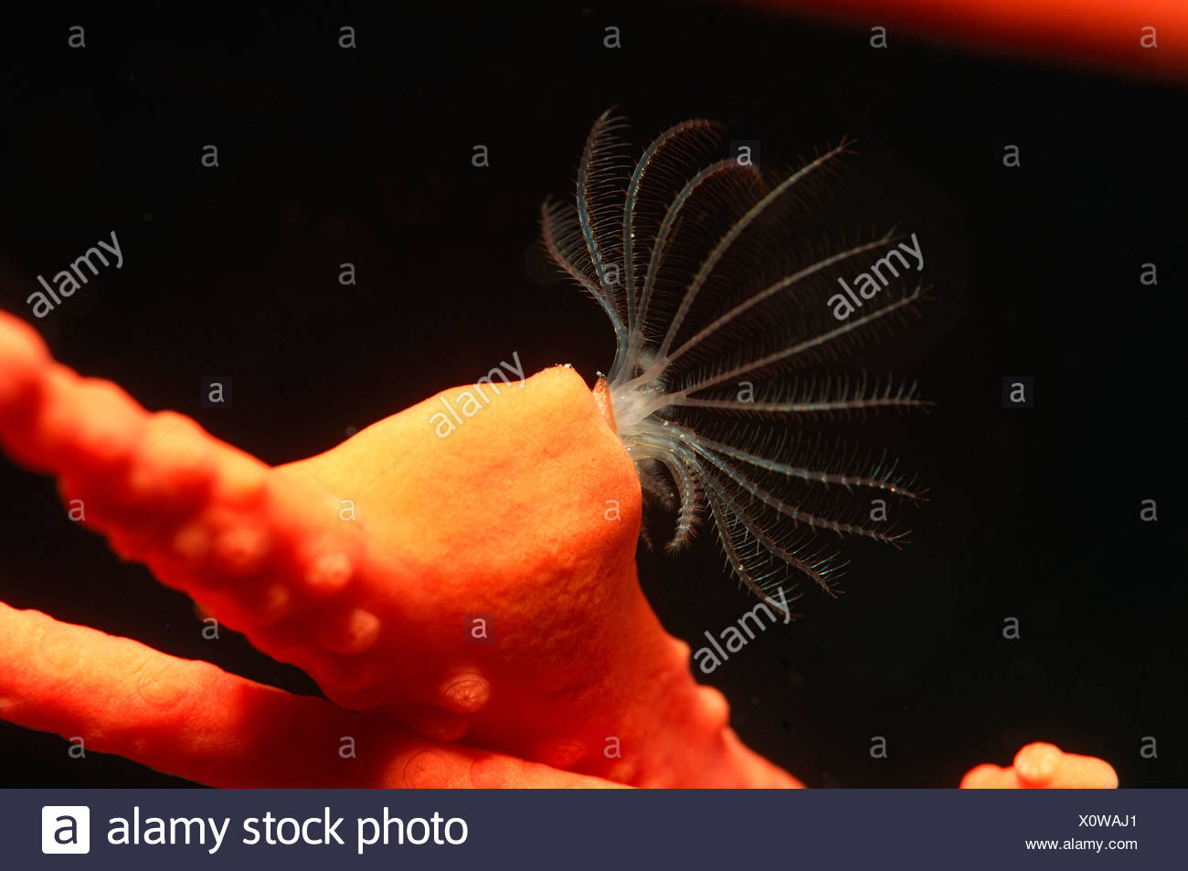 Percebe plancton filtrado Pyrgomatide Alor Lesser Sunda Islands indo pacífico Indonesia Foto de stock