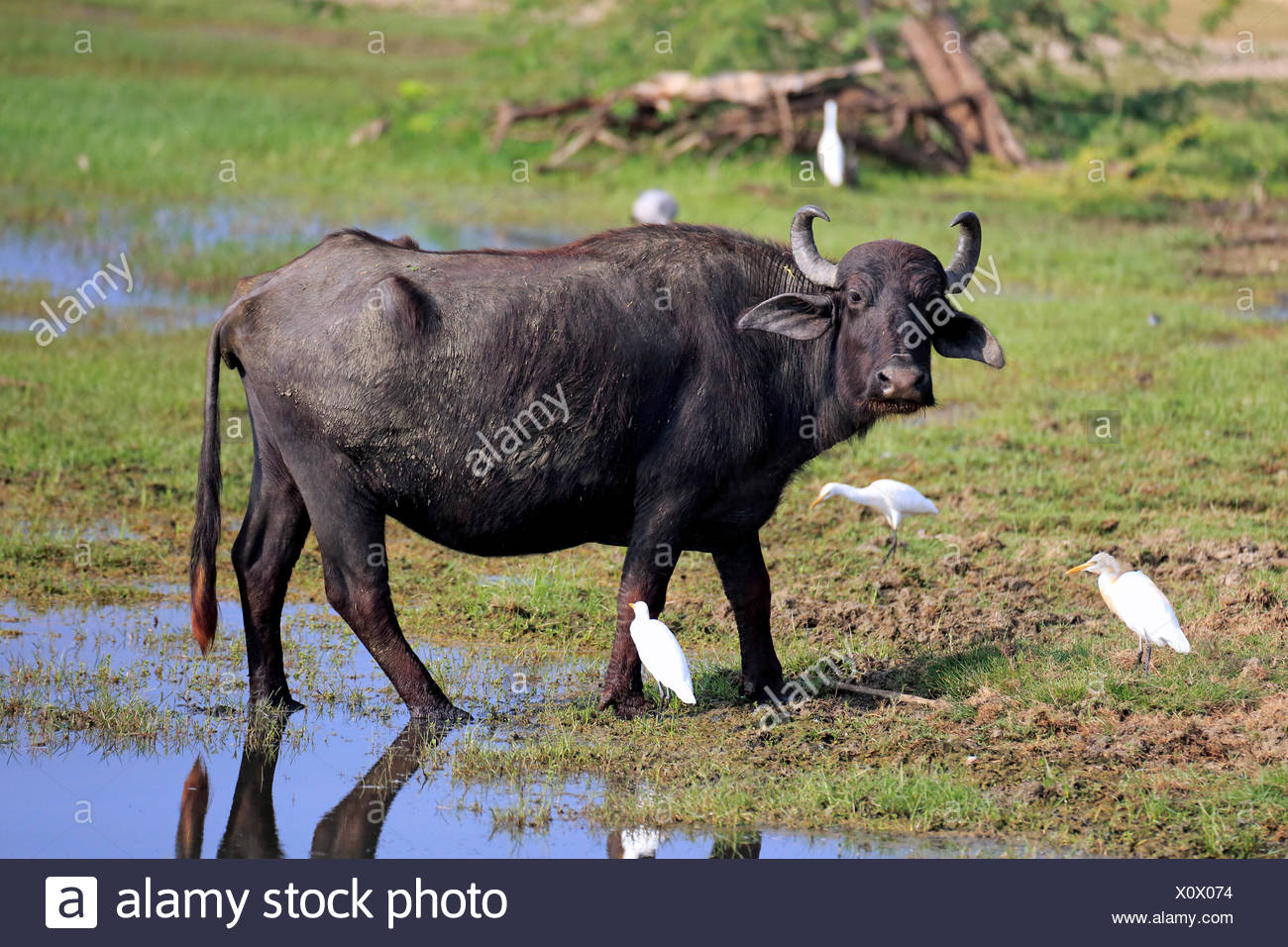 Búfalo de agua (Bubalis bubalis), adultos en aguas poco profundas con la garcilla bueyera (Bubulcus ibis), Parque Nacional Bundala, Sri Lanka Foto de stock