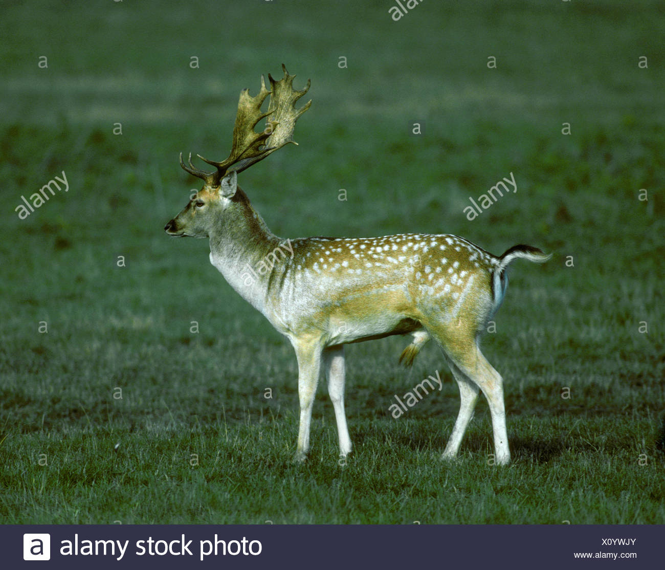Gamo - Dama dama Foto de stock