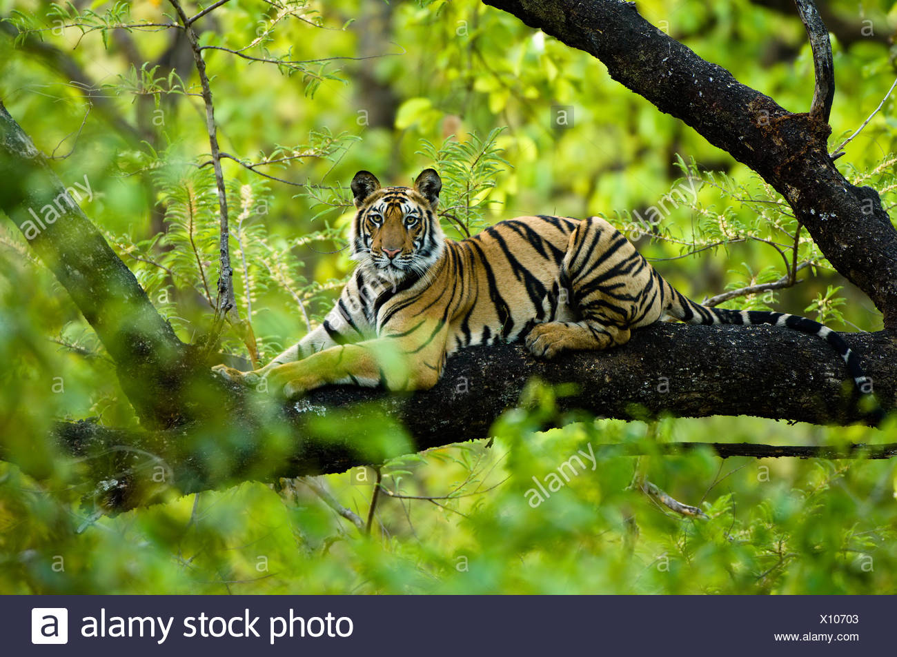 Adolescente varón Tigre de Bengala (aproximadamente 15 meses) descansando arriba de un árbol. Bandhavgarh NP, Madhya Pradesh, India. Foto de stock