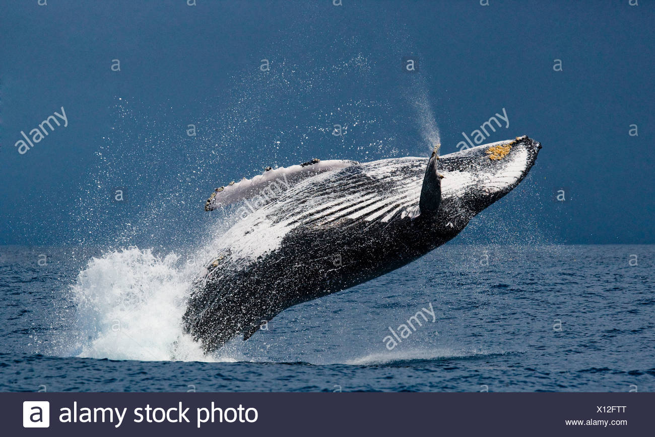 Ballena humpback, St. Marie Island, Madagascar (Megaptera novaeangliae) Foto de stock