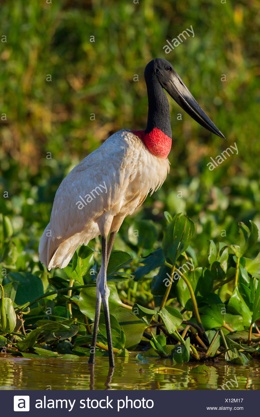Jabirú (Jabiru mycteria) Adulto aguas someras permanentes Pantanal Brasil Foto de stock