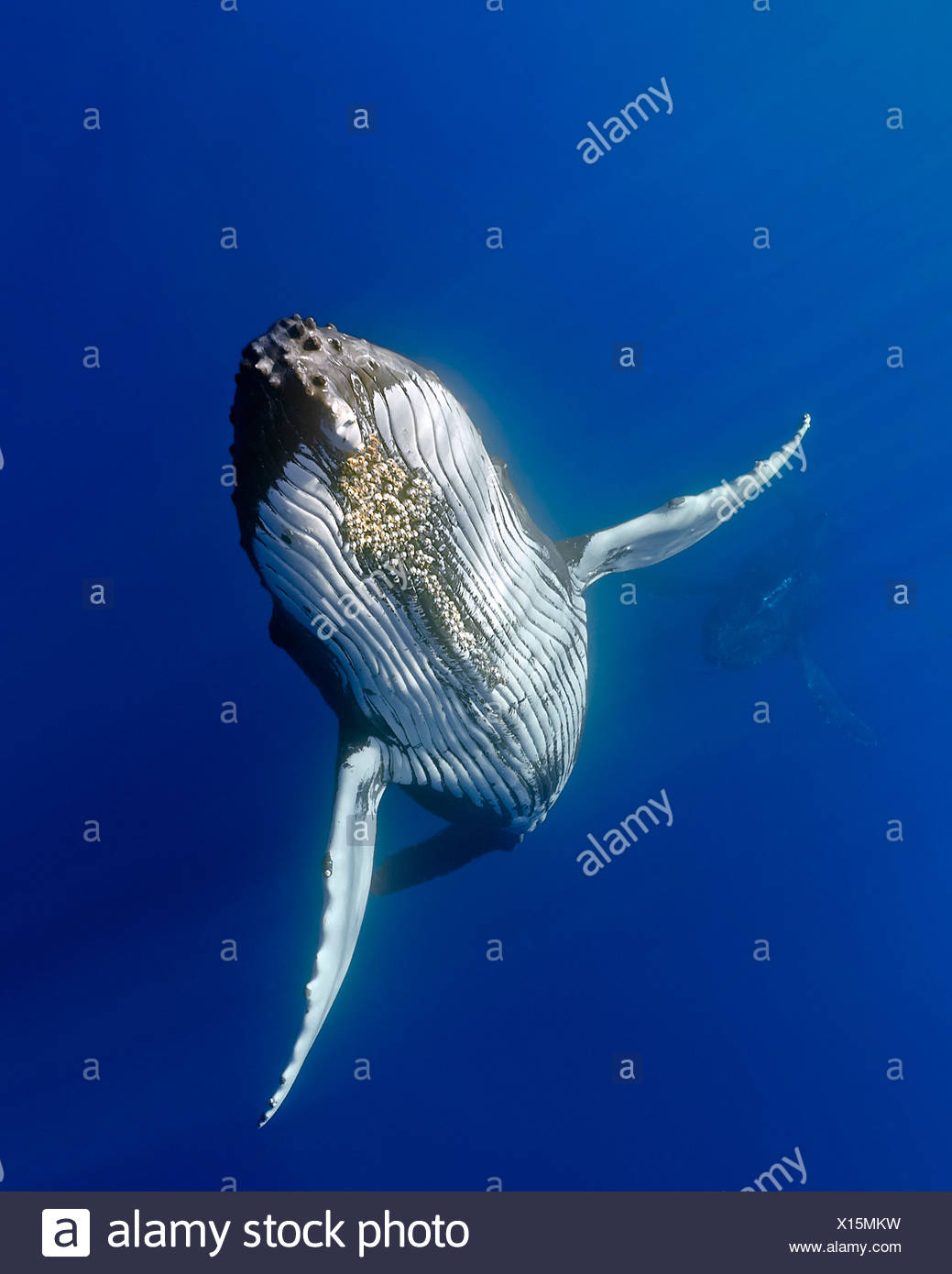 La ballena jorobada (Megaptera novaeangliae) Foto de stock