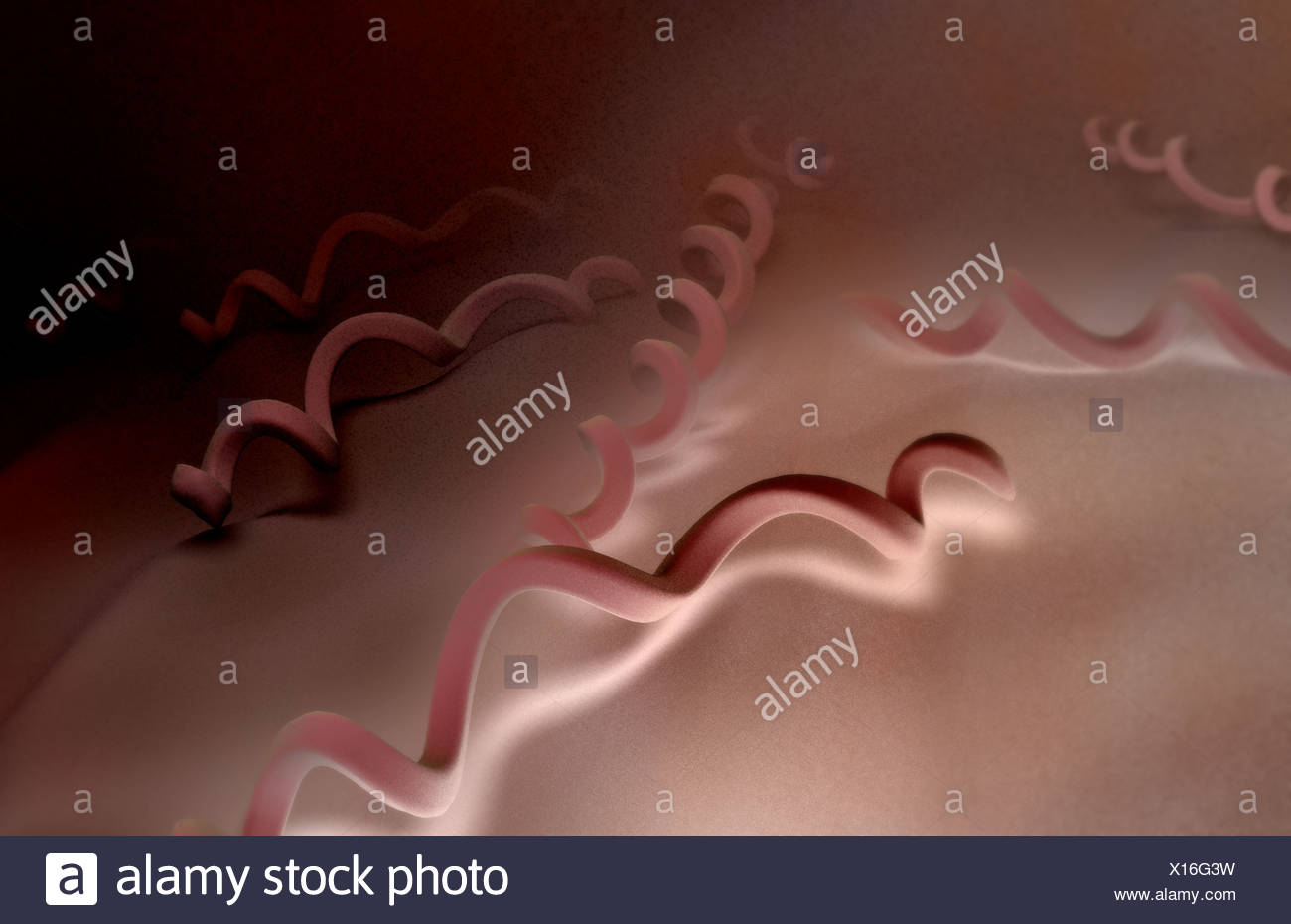 Treponema Pallidum Bacteria Fotos e Imágenes de stock Alamy Treponema Pallidum Bacteria Fotos e Imágenes de stock Alamy