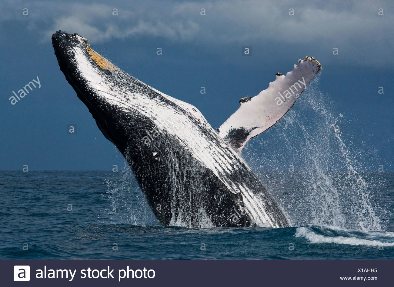 Ballena humpback, St. Marie Island, Madagascar (Megaptera novaeangliae) Foto de stock